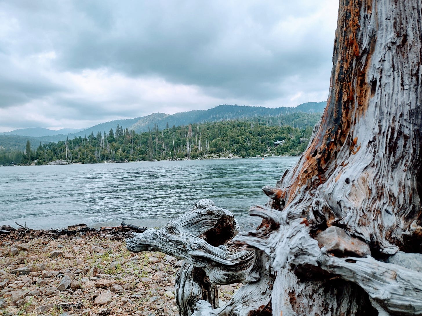 close up of tree stump with lake and sky in distance