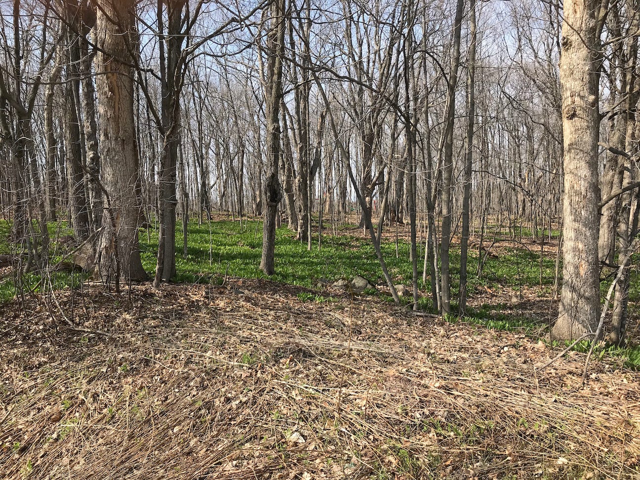 Wild onions known as ramps going in the woods in Duluth MN