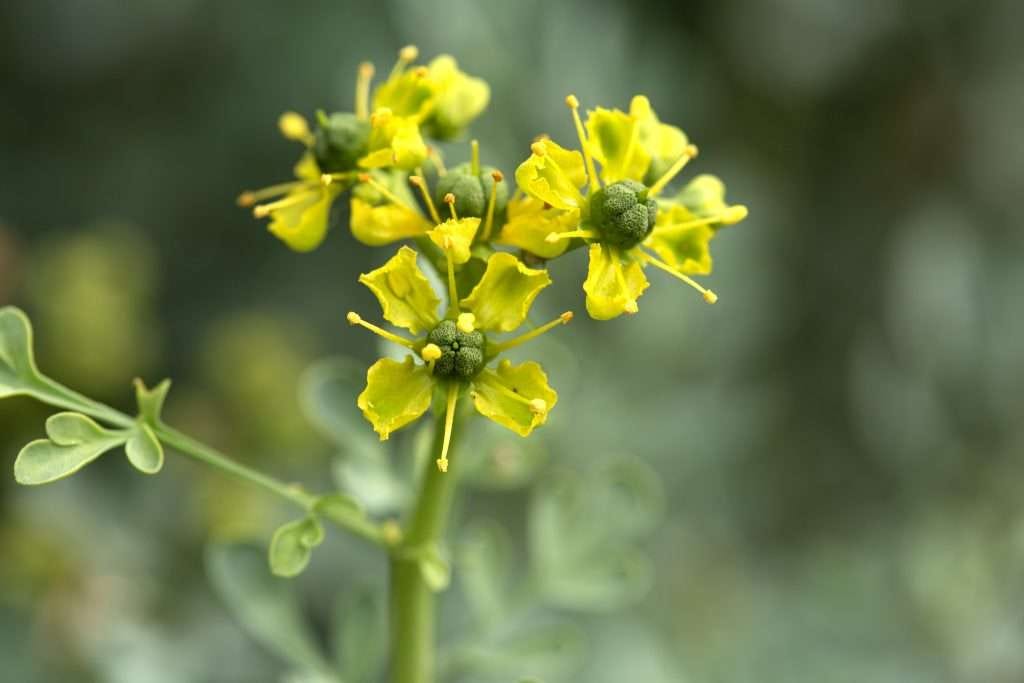 Rue: The Benefits (and Dangers) of this Lesser-Known Herb - Toad and Sage  Garden