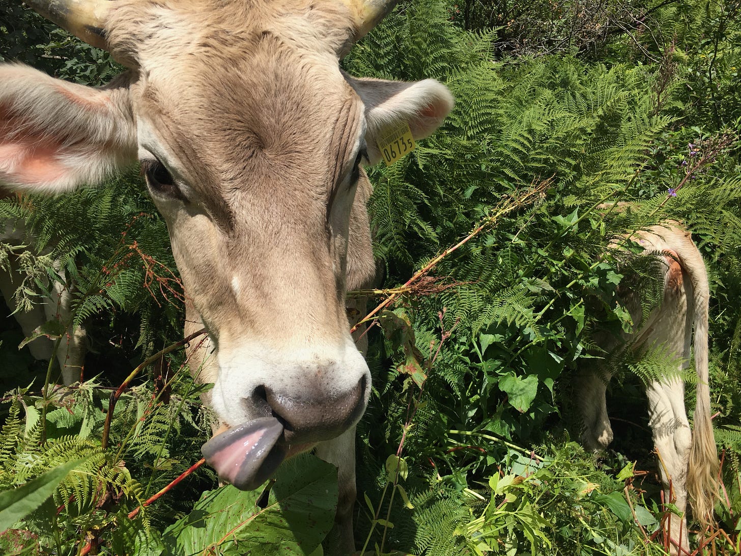 It wouldn’t be Alp Bovine without cows everywhere!