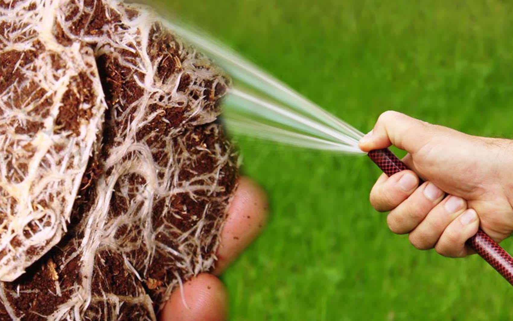 Tree Root Washing HOW TO PLANT A TREE - by Joe Seals