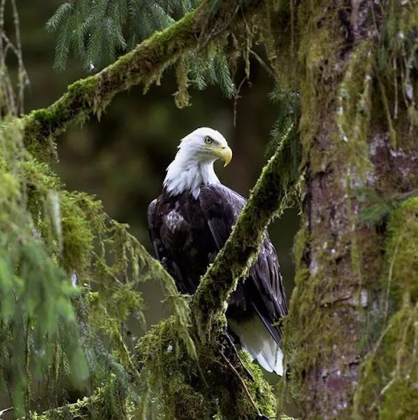 Animals in Tongass National Forest.