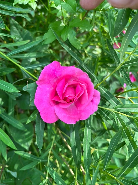Zéphirine Drouhin, Benjamin Britten, Duc de Cambridge, Carefree Beauty, Grace, floating roses