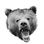 THE SHORT BEAR's avatar