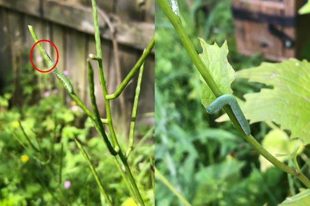 Clementine after shedding her skin, then popping down to a leaf to feed Clementine after shedding her skin, then popping down to a leaf to feed