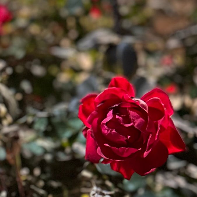 MA Rose