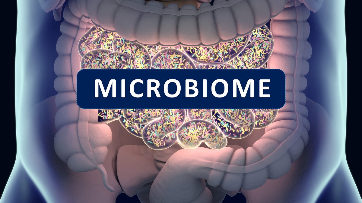 The Gut–Immune Connection: Why 70% of Your Immunity Lives in Your Gut