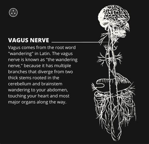 Pin by Nicole Lach on Neurobiology | Vagus nerve, Brain nervous system, Endocrine disorders