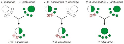 Diagram of Pelophylax hybridisation. On the left we have LL and RR mating to form an LR hybrid; in the middle a hybrid mates with L and excludes its own L chromosomes to form another LR hybrid; on the right, the hybrid mates with RR so exclusion of L produces (here) an RR frog. Diagram of Pelophylax hybridisation. On the left we have LL and RR mating to form an LR hybrid; in the middle a hybrid mates with L and excludes its own L chromosomes to form another LR hybrid; on the right, the hybrid mates with RR so exclusion of L produces (here) an RR frog.