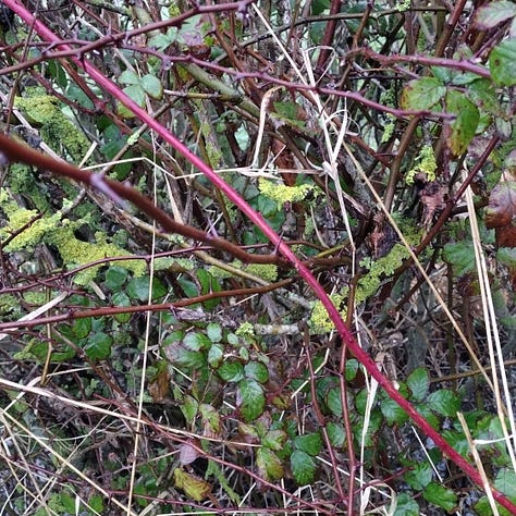 Images of light cutting through the gloom of an overgrown path; a bright red twig cutting across the brown and green shades of a trimmed hedge; a root rising up through the mud and cutting across the muddy path strewn with dead leave, threatening to trip me up
