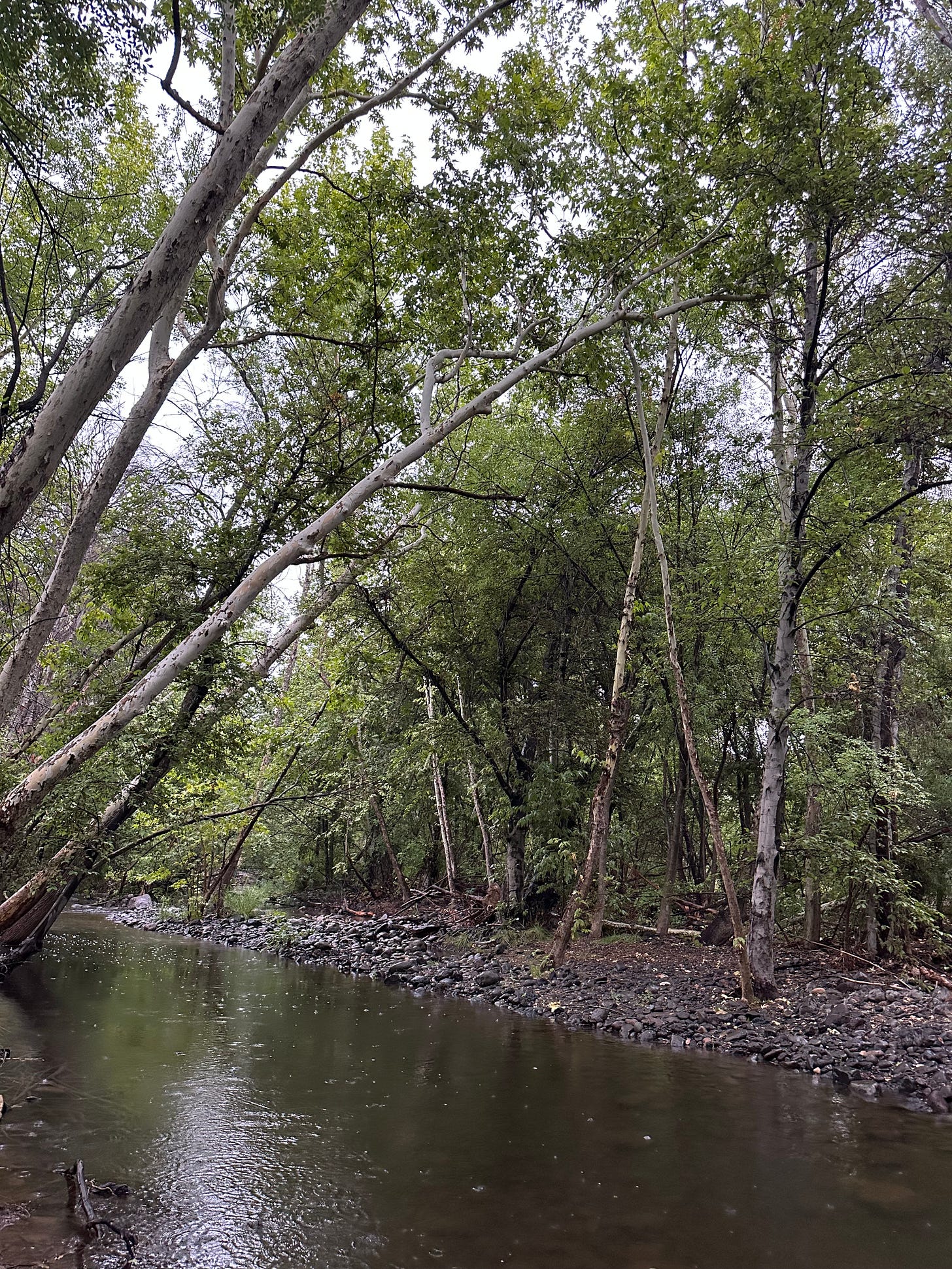 A creek in the rain A creek in the rain