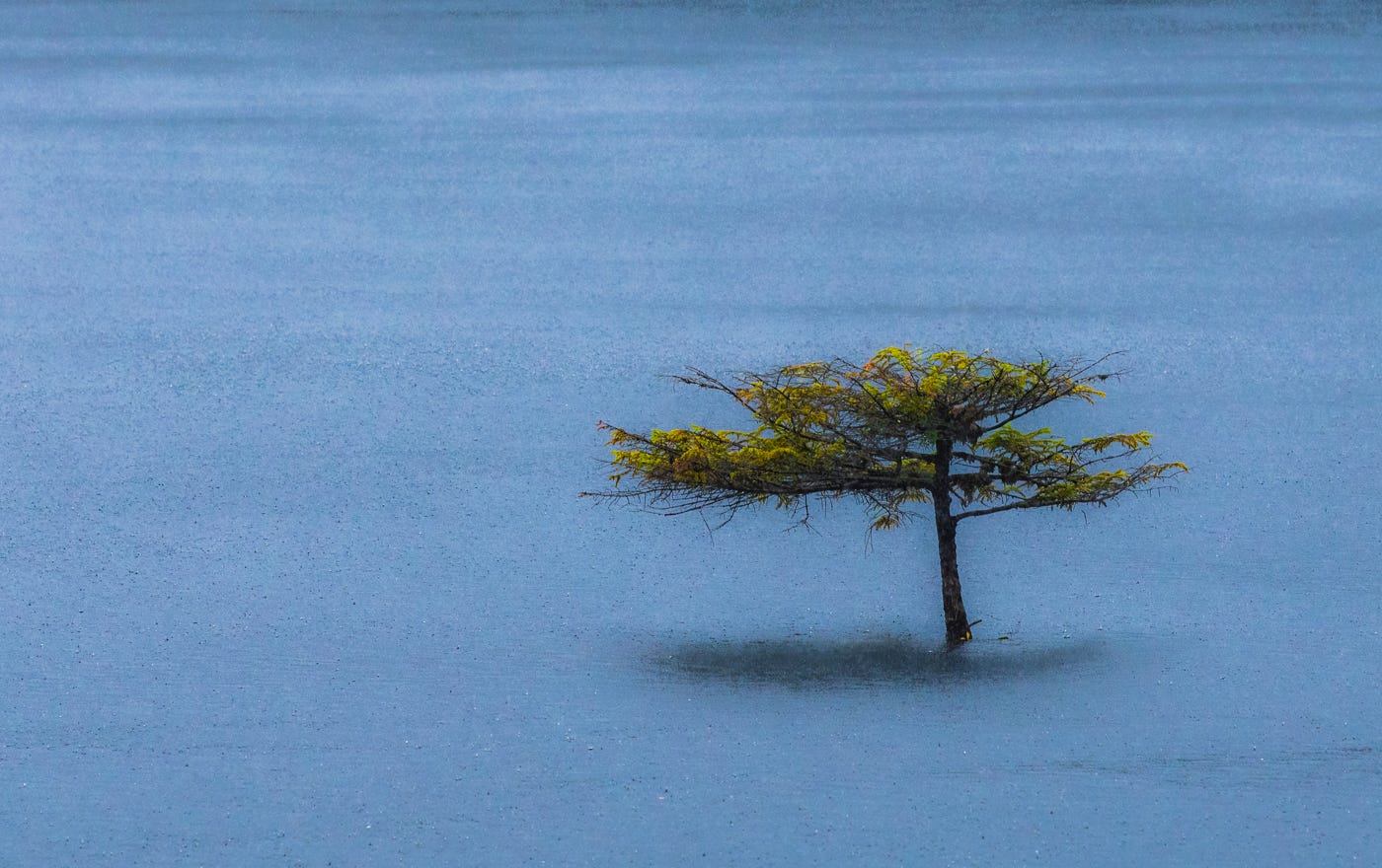 No description available.