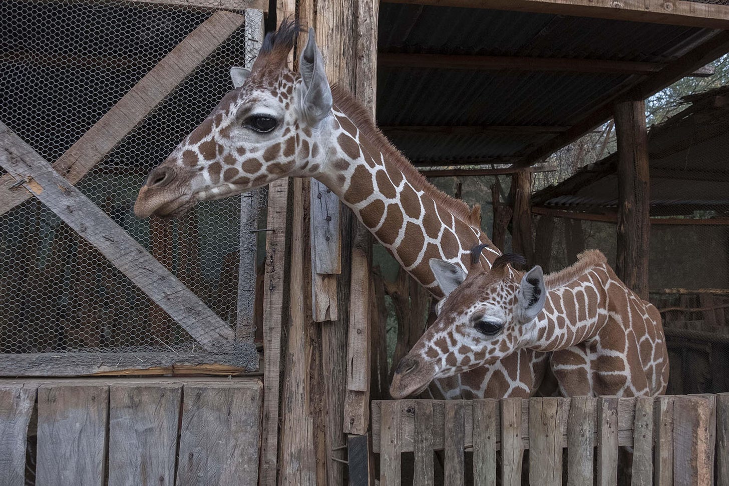 Kathy-Karn-For-the-Love-of-Giraffes-01.jpg