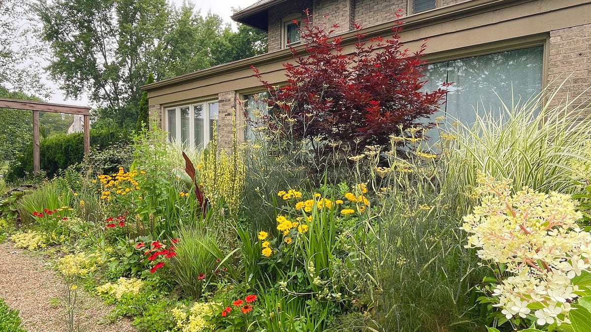 The Hot Border - Julie Witmer Gardens Newsletter