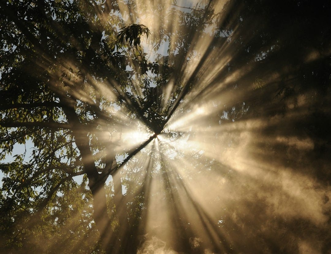 sun rays coming through trees sun rays coming through trees
