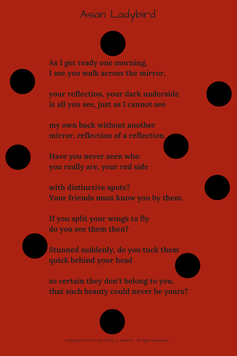 Asian Ladybird