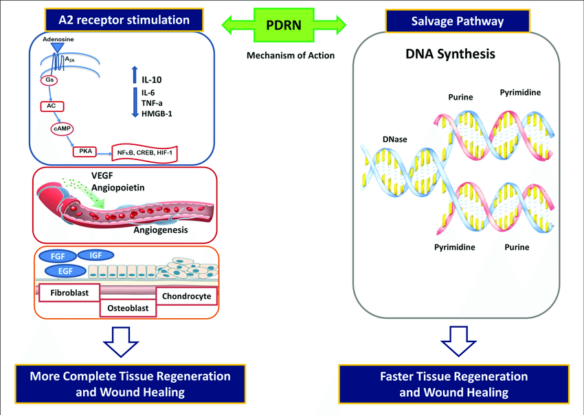 pdrn, sodium dna, polydeoxyribonucleotide pdrn, sodium dna, polydeoxyribonucleotide