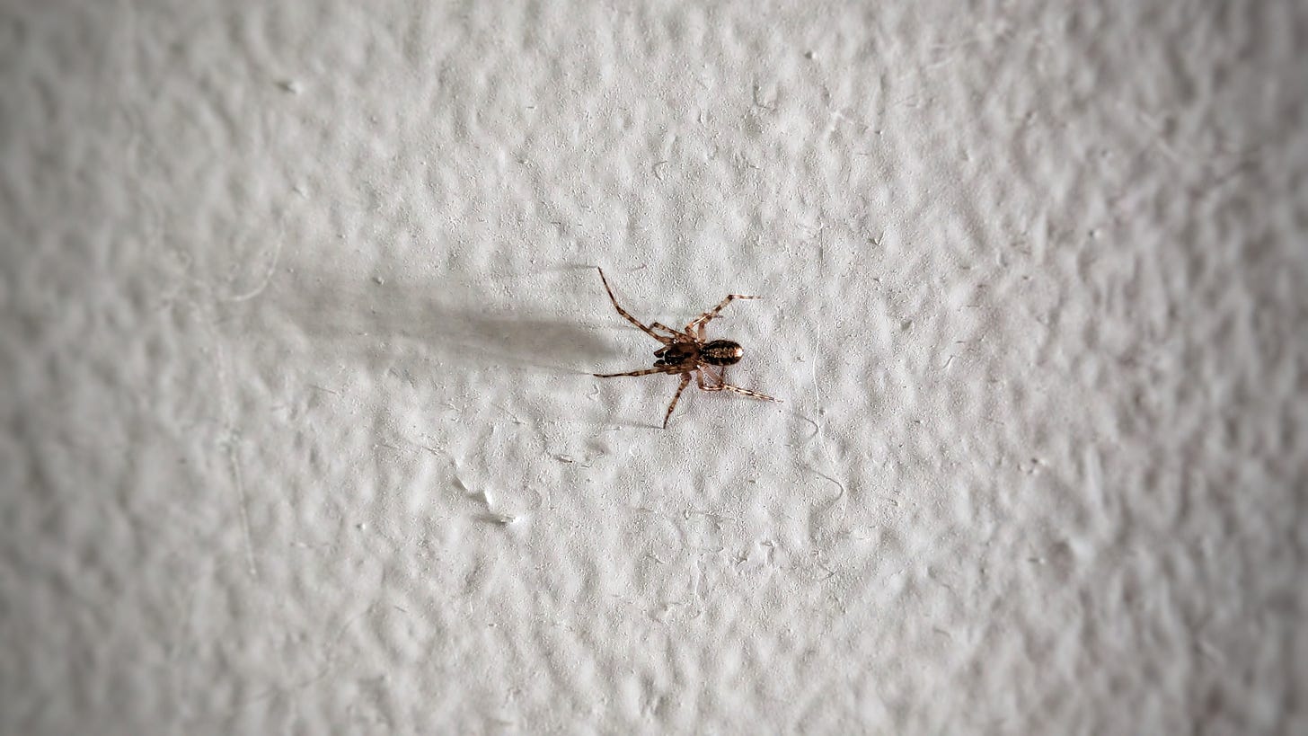 A spider on a wall
