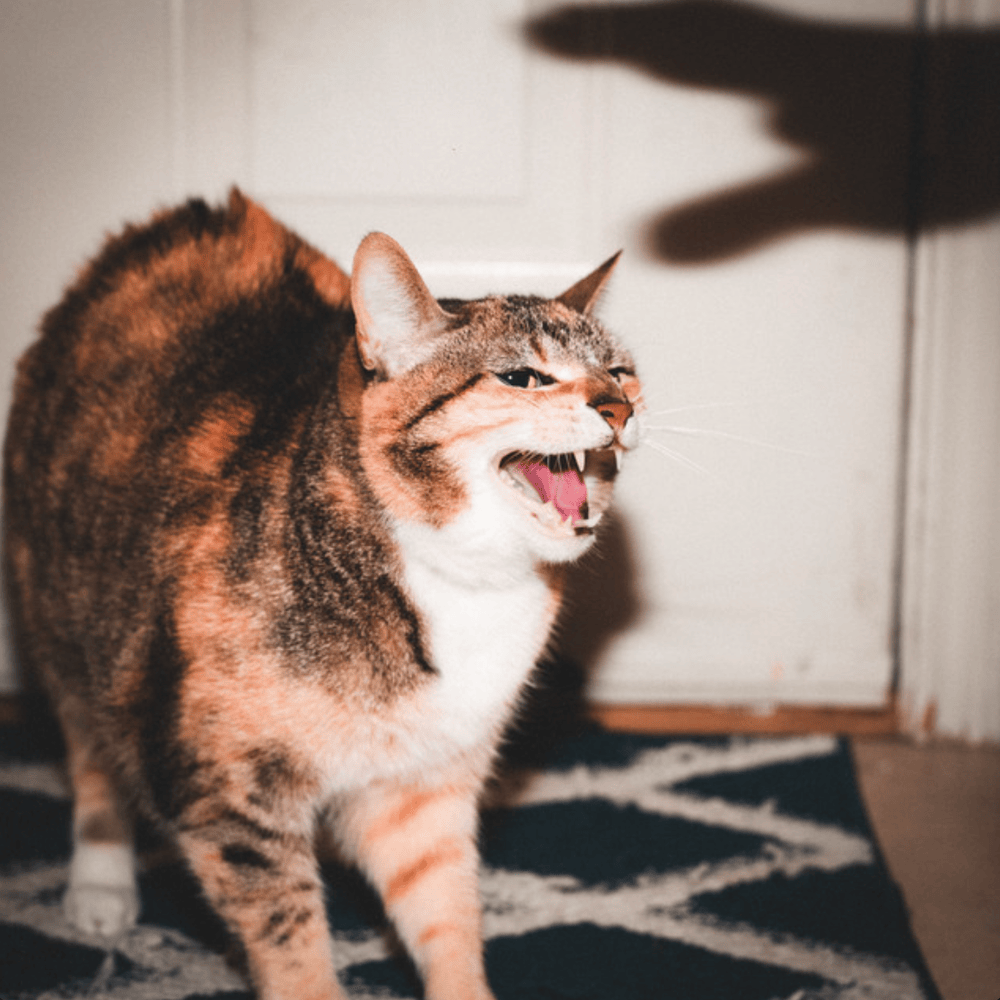 Riley! (Rock) - Keep Your Cool Lyrics and Tracklist | Genius