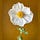 Rose’s Substack