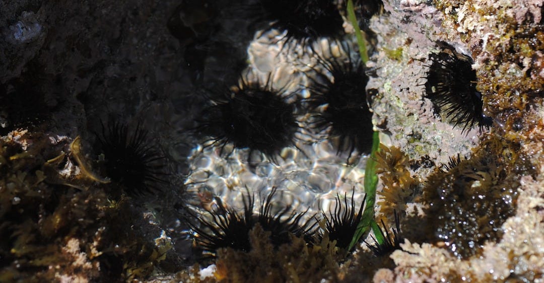 Sea urchins in a tidal pool with sunlight reflections. Sea urchins in a tidal pool with sunlight reflections.