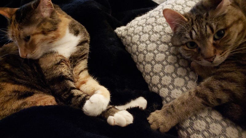 Two cats relaxing on a dark blanket