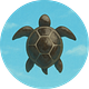 Turtles Research