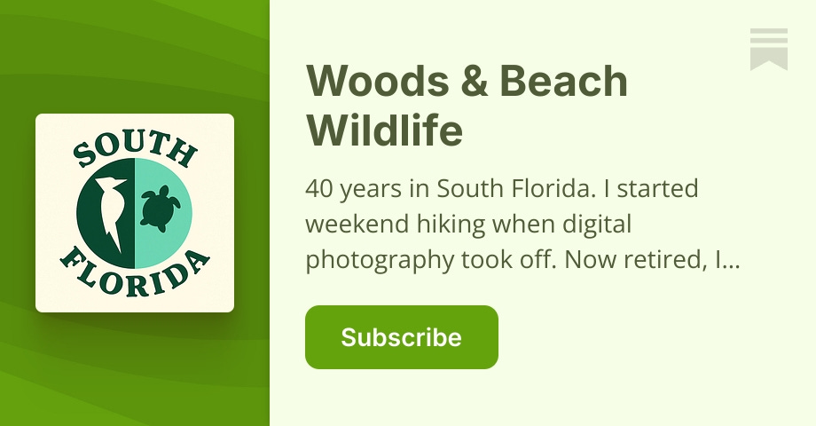 Beach - Hobe Sound NWR, FL | Woods & Beach Wildlife | Substack