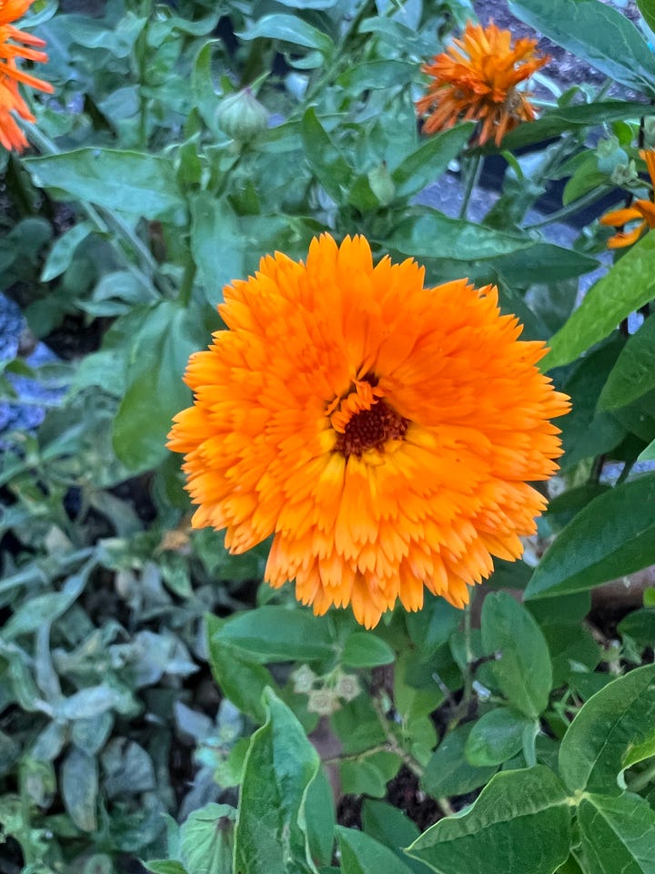 Photos of calendula in an Portland, Oregon edible landscape
