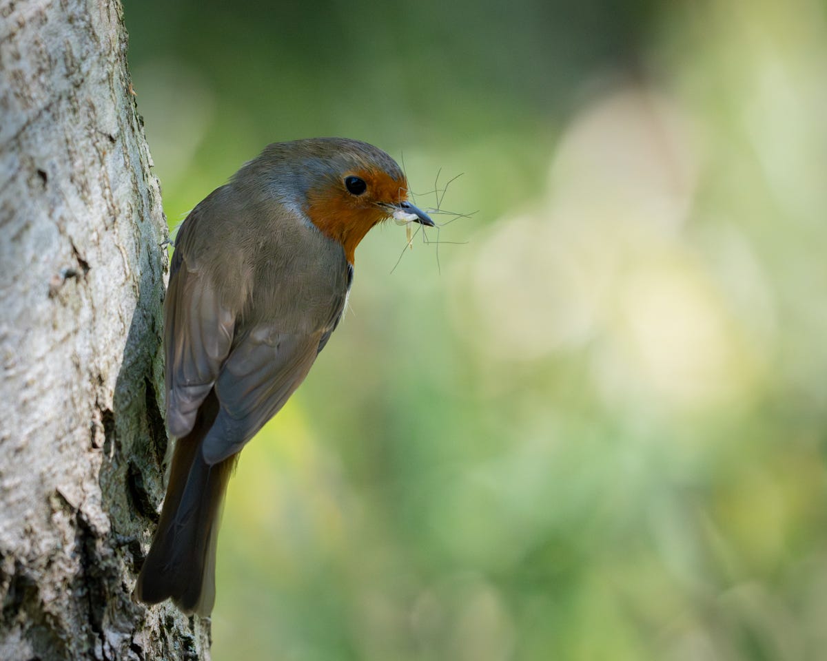 An adult robin redbreast perched on a tree with a beak crammed full of crane flies
