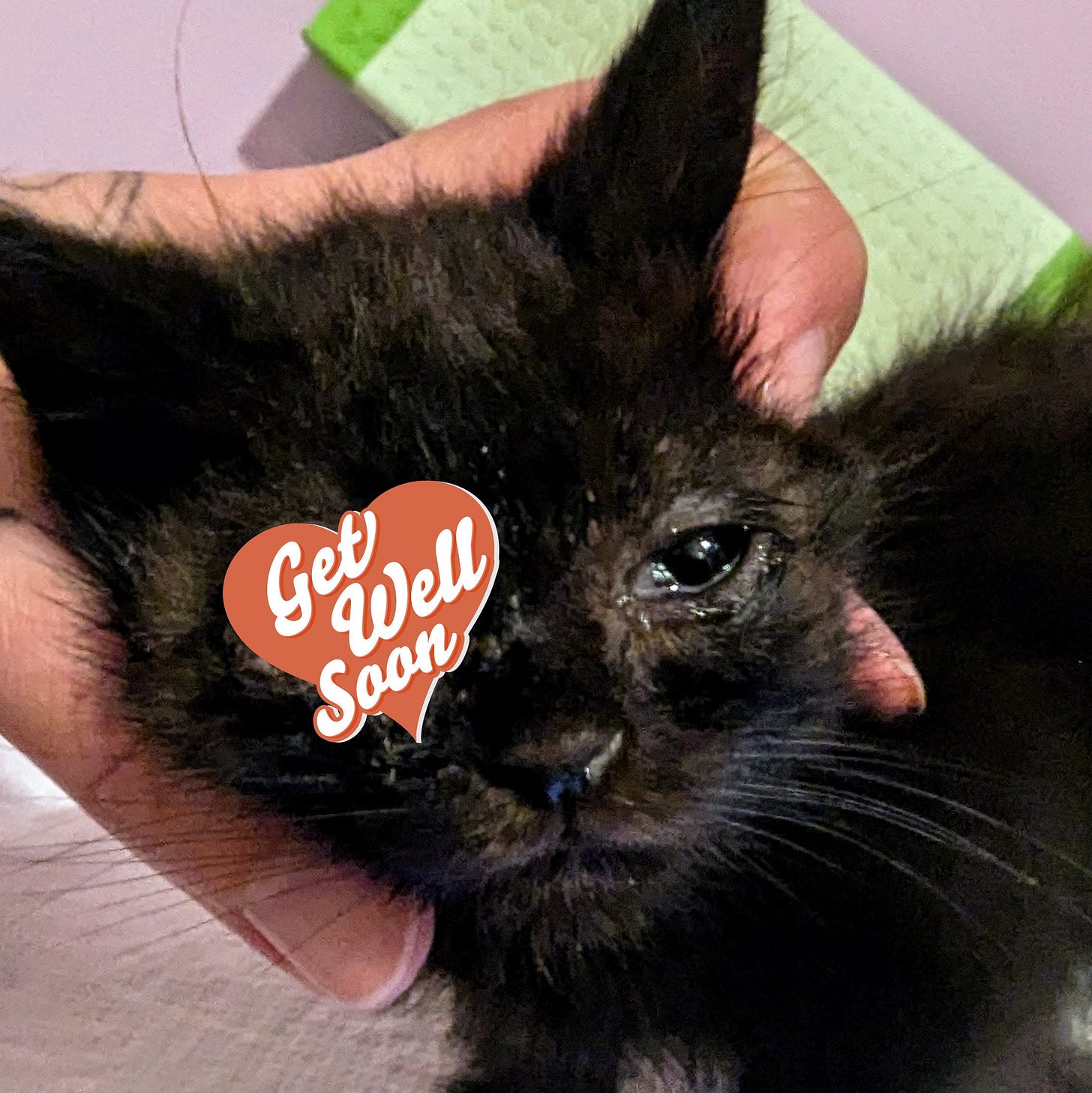 A close up of a tiny black kitten's face, he's obviously sick, and there's a graphic over his bad eye that says "get well soon"
