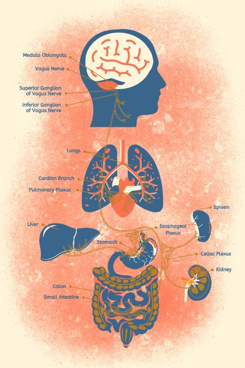 The Vagus Nerve: The gut-brain dialogue