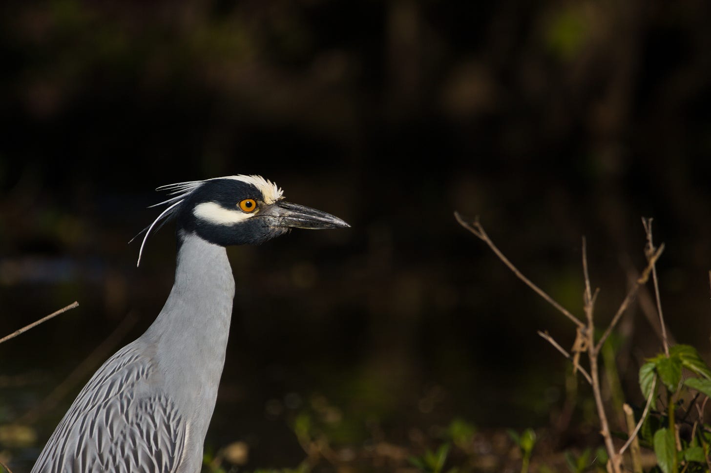 Against a dark, leafy background, a striking wading bird shown in profile. The bird has a pale gray body and a white head with thick black stripes under the bill and across the eyeline. The bird has a long white crest and golden orange eyes.