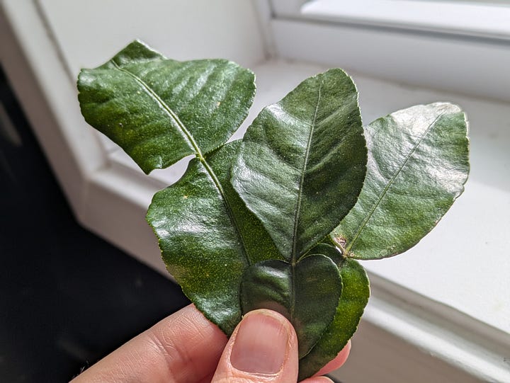 Makrut lime leaves I used in this recipe. Thai chilis in a market, photo by Danica Tanjutco via Unsplash.