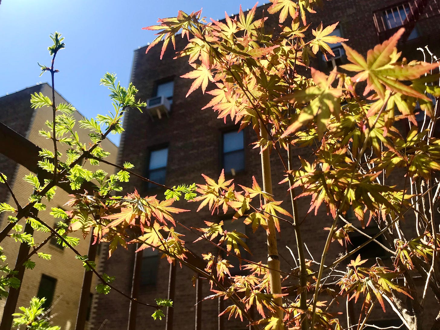 Image description: Japanese maple and dawn redwood trees soaking up the sun on my fire escape. End image description.