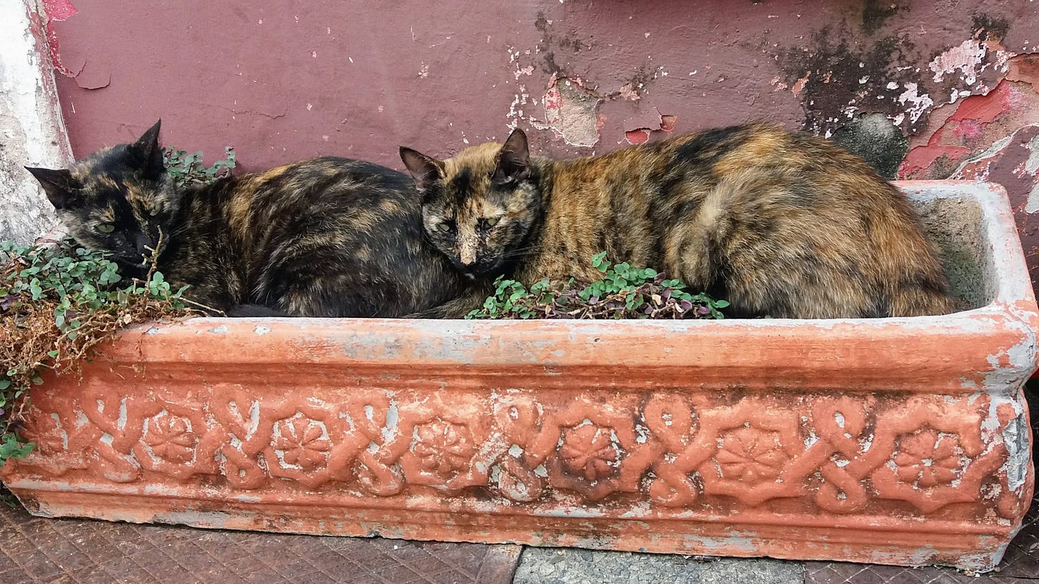 dois gatos dormindo num vaso de planta na rua