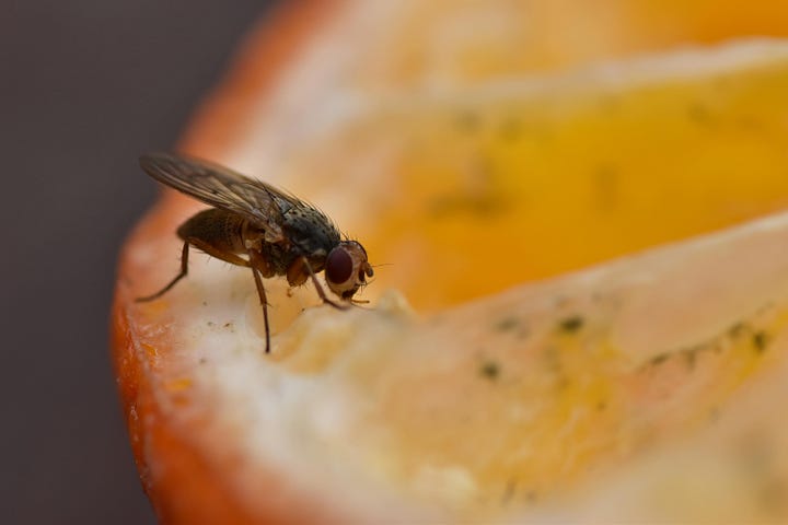 Close up of a bug on a yellow flower; a close up of an ant on half an orange slice;a close up of a fly on an orange; a close up of a very tiny beelike insect flying close to a very large in comparison bumble bee gathering pollen from a sunflower.
