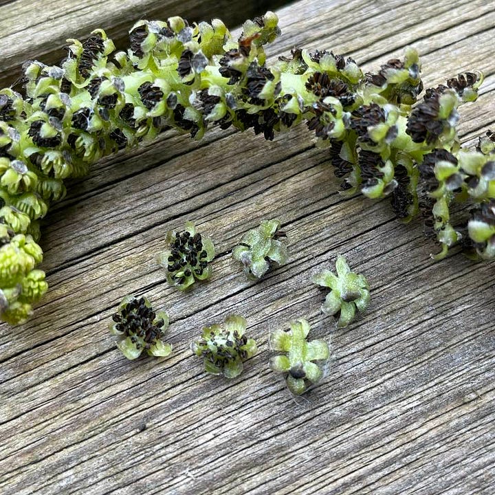 male catkins of walnut tree