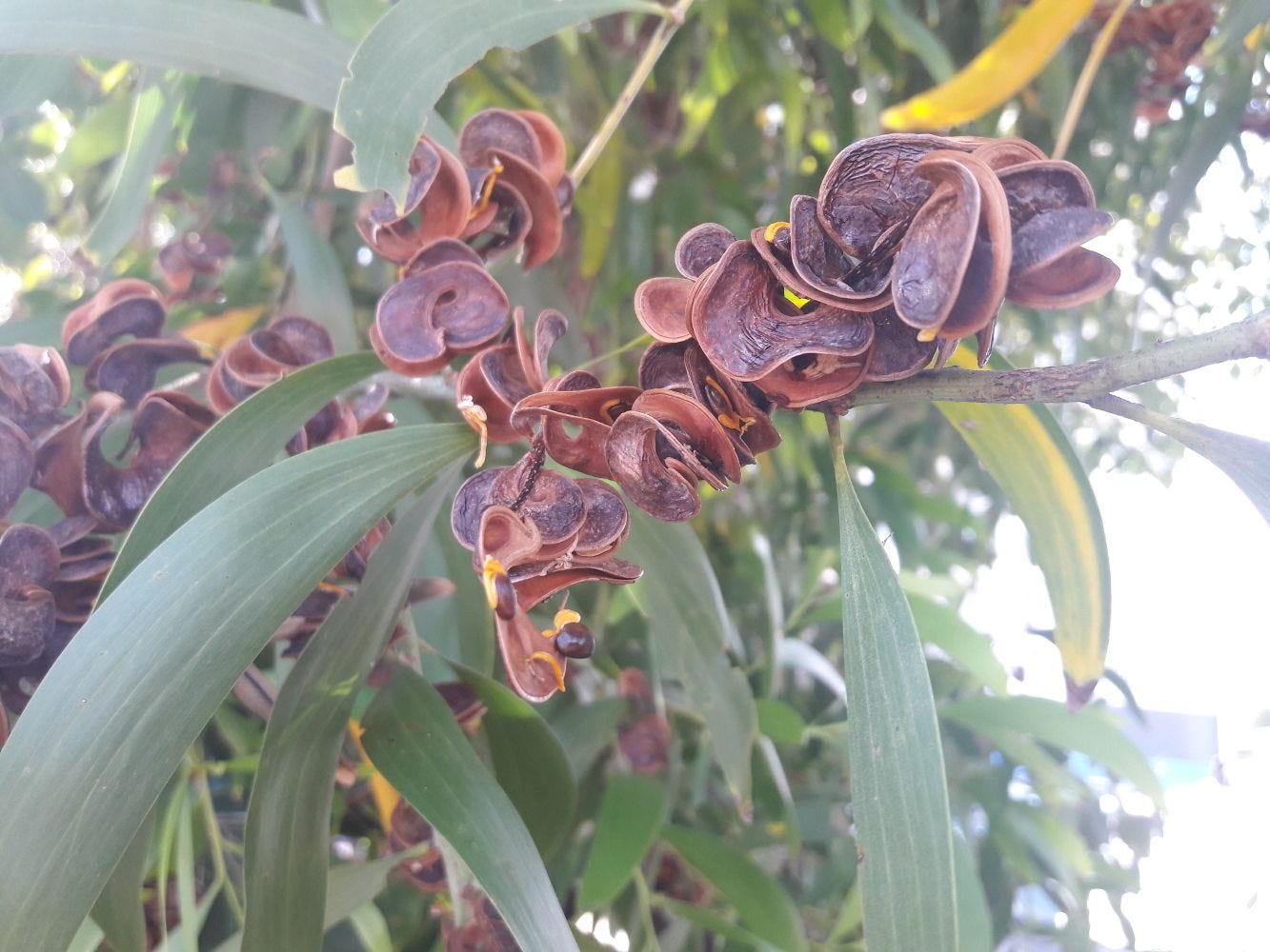 Acacia holosericiea [ripe pods - The Forts, Magnetic Is, 2022] sml.jpg