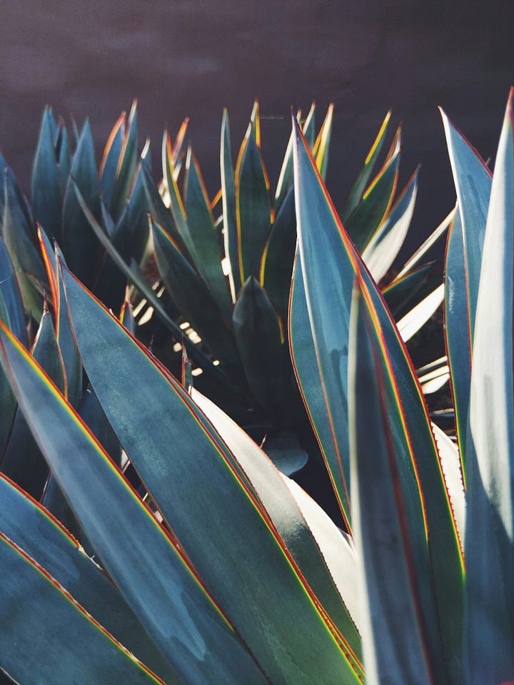 A glass of tobalá mezcal. Agave leaves. Photos by Gastro Editorial and Justin Heap, Unsplash.