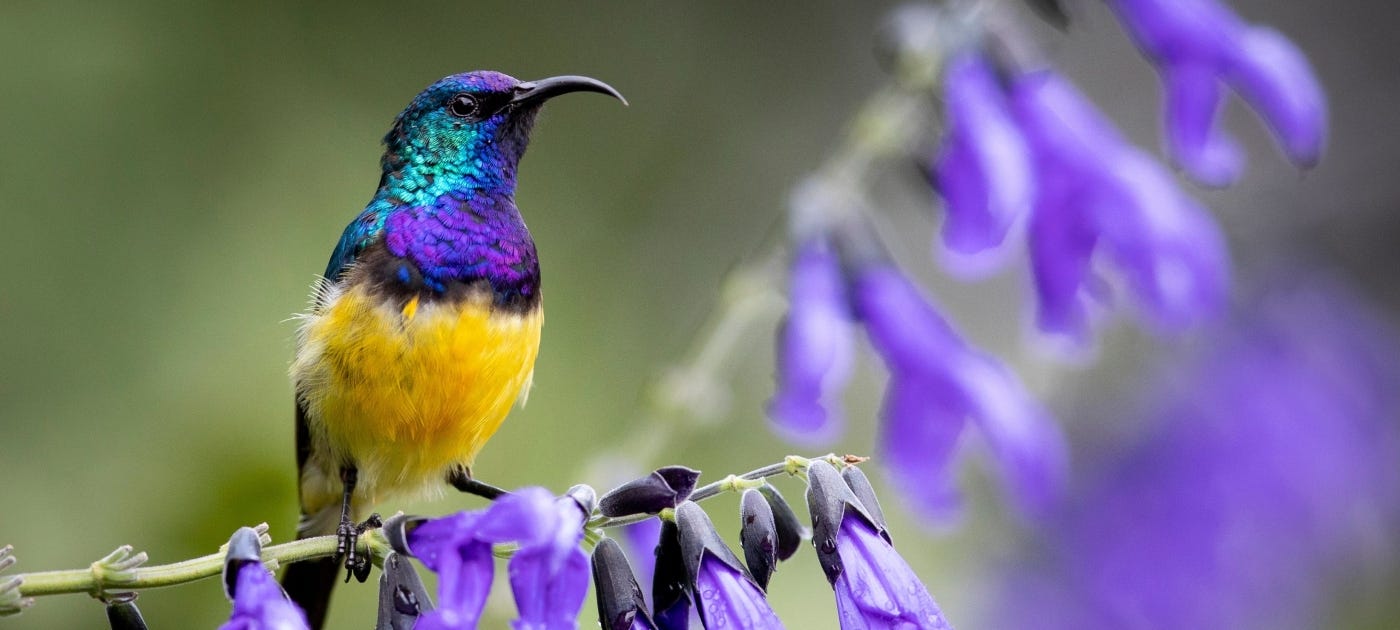 UN Biodiversity Conference (COP 15)
