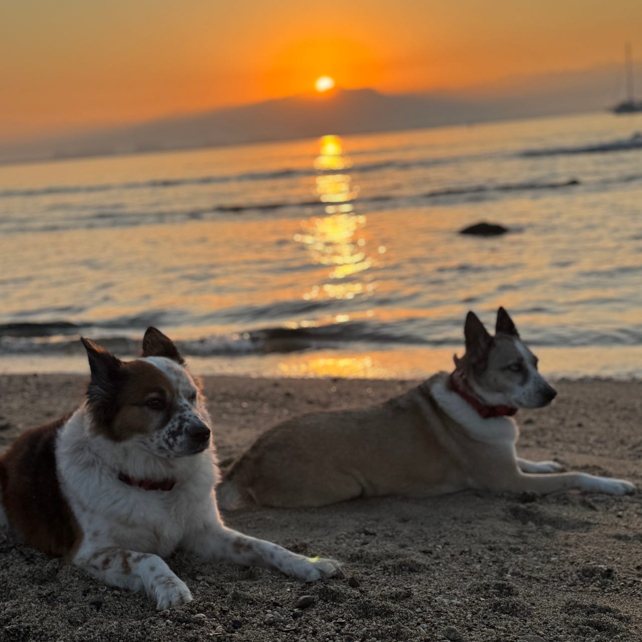 Tending the Terrain: Reflections by DrNasha(TM)