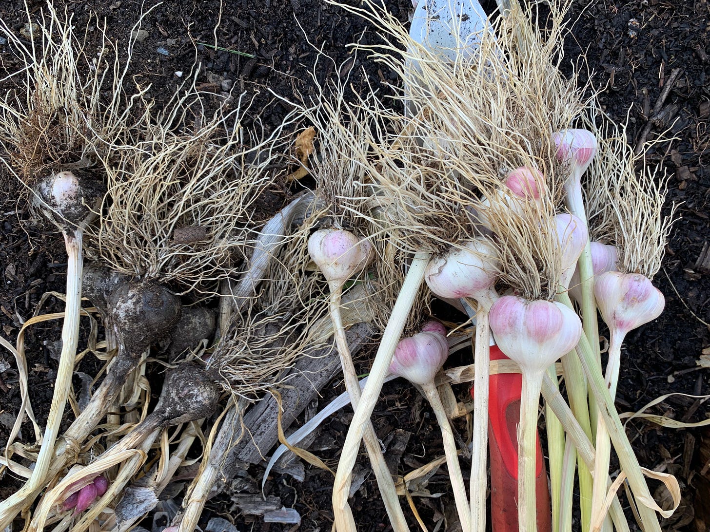 A pile of freshly dug garlic bulbs, on the left hand side they are still covered in dirt, on the right they've been cleaned. A small gardening spade is laying under them.