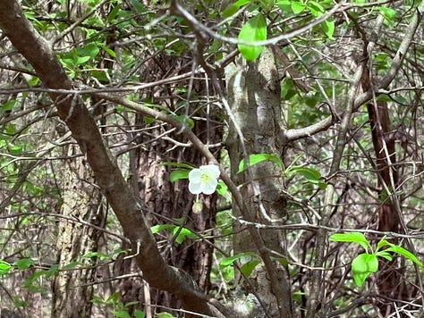 Various spring flowers from white to pink blossoming.
