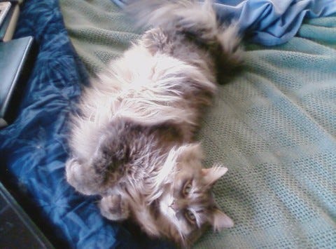 Kali_Tail_Cats_And_Catnip Kali_Tail_Cats_And_Catnip