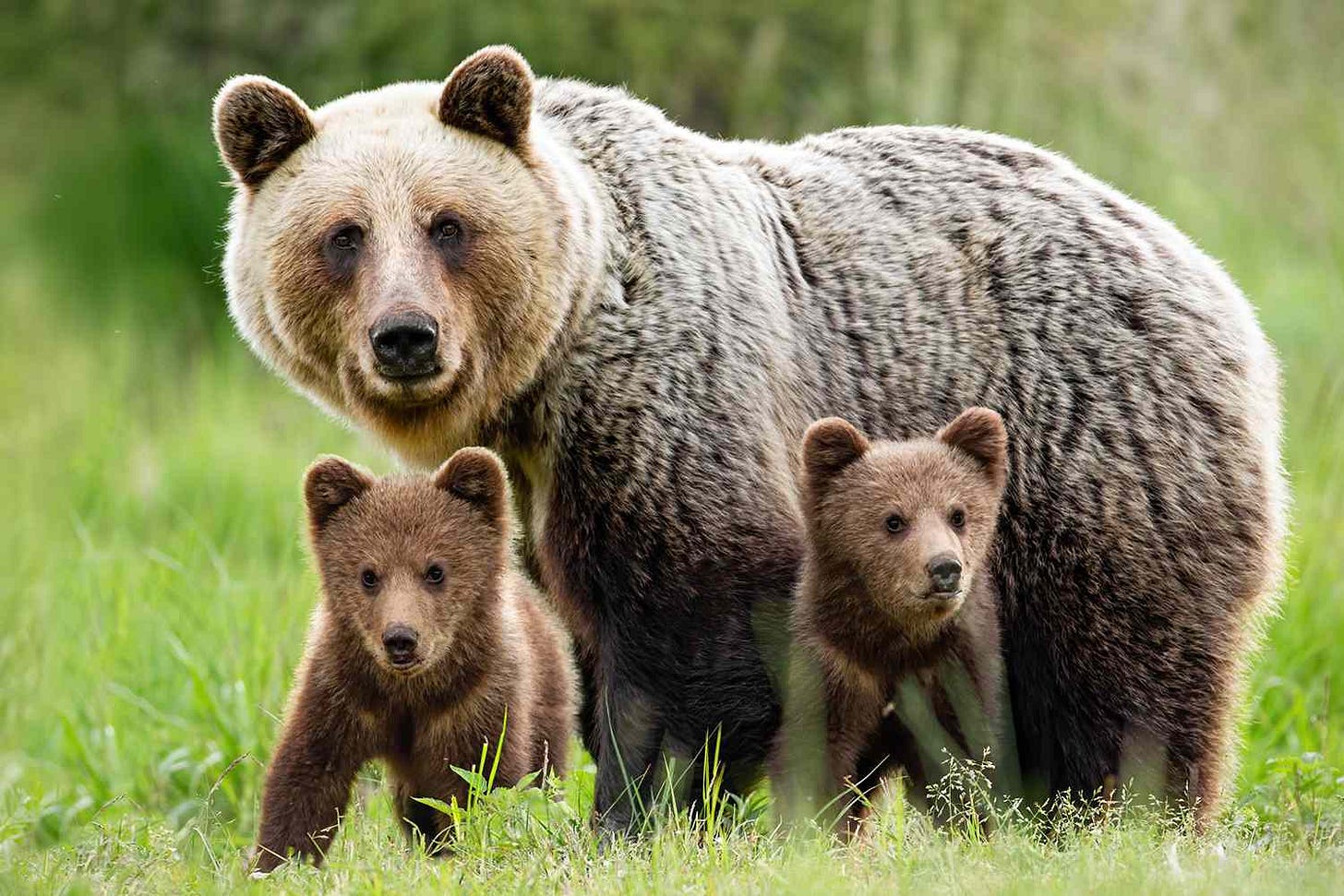 Mama Bear and Her Cubs Go for a Swim in Calif. Couple's Pool