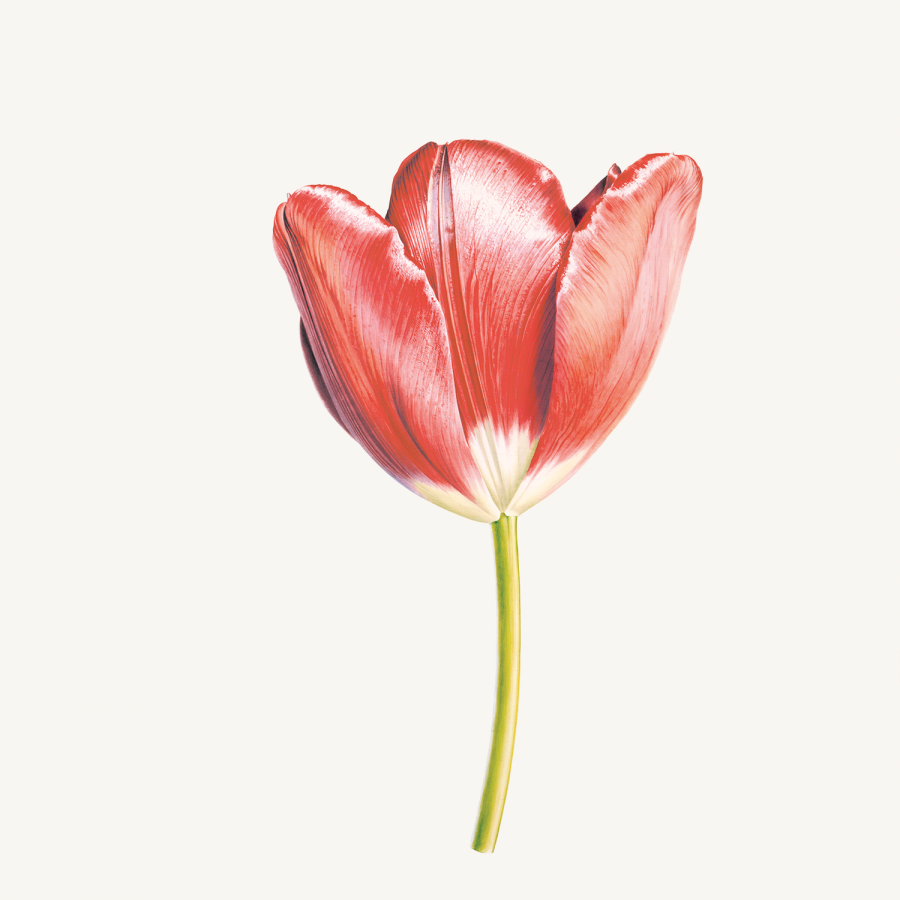 Tulip 'Helen Josephine,' 1975 (detail), by Rory McEwen (Scottish, 1932-1982). Watercolor on vellum. ©Estate of Rory McEwen