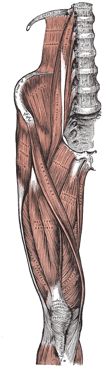 Quadriceps/Hip Flexors, Hamstrings/Glutes