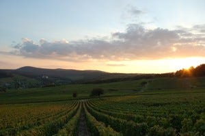 vineyard-300x199