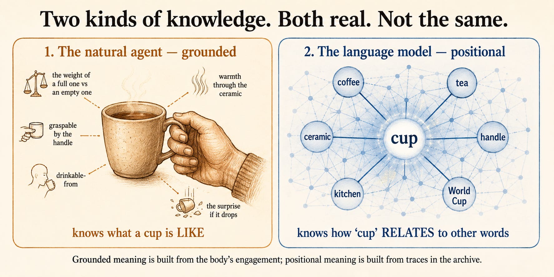 Two panels on the word "cup." Left ("The natural agent — grounded"): a hand holding a cup, surrounded by felt qualities — the weight of full vs empty, warmth through ceramic, graspable by the handle, drinkable-from, the surprise of a drop — labeled "knows what a cup is LIKE." Right ("The language model — positional"): the word "cup" as a glowing node in a word-space lattice, linked by statistical edges to coffee, tea, ceramic, handle, kitchen, World Cup; no body — labeled "knows how 'cup' RELATES to other words." Two panels on the word "cup." Left ("The natural agent — grounded"): a hand holding a cup, surrounded by felt qualities — the weight of full vs empty, warmth through ceramic, graspable by the handle, drinkable-from, the surprise of a drop — labeled "knows what a cup is LIKE." Right ("The language model — positional"): the word "cup" as a glowing node in a word-space lattice, linked by statistical edges to coffee, tea, ceramic, handle, kitchen, World Cup; no body — labeled "knows how 'cup' RELATES to other words."